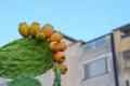 Prickly pears on the plant on the sky. Cactus leaves prickly pear with fruits close up with thorns. high quality italian food Royalty Free Stock Photo