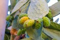 Prickly pears on the plant on the sky. Cactus leaves prickly pear with fruits close up with thorns. high quality italian food Royalty Free Stock Photo