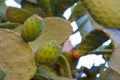 Prickly pears on the plant on the sky. Cactus leaves prickly pear with fruits close up with thorns. high quality italian food Royalty Free Stock Photo