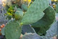 Prickly pears on the plant on the sky. Cactus leaves prickly pear with fruits close up with thorns. high quality italian food Royalty Free Stock Photo