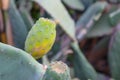 Prickly pears on the plant on the sky. Cactus leaves prickly pear with fruits close up with thorns. high quality italian food Royalty Free Stock Photo