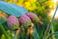 Prickly pears on the plant on the sky. Cactus leaves prickly pear with fruits close up with thorns. high quality italian food Royalty Free Stock Photo