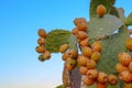 Prickly pears on the plant on the sky. Cactus leaves prickly pear with fruits close up with thorns. high quality italian food Royalty Free Stock Photo