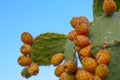 Prickly pears on the plant on the sky. Cactus leaves prickly pear with fruits close up with thorns. high quality italian food Royalty Free Stock Photo