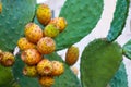 Prickly pears on the plant on the sky. Cactus leaves prickly pear with fruits close up with thorns. high quality italian food Royalty Free Stock Photo