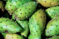 Prickly pears