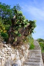 Prickly pears and staircases Royalty Free Stock Photo