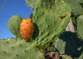 Prickly pears, widespread in the wild throughout the south of Italy