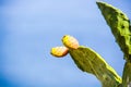 Prickly pears nature background Royalty Free Stock Photo