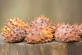 The prickly peel of a horse chestnut on a forest stump. Royalty Free Stock Photo