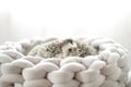 prickly pets. pair of funny cute hedgehogs in a wicker nest. Hedgehog in a gray wicker bed on a light blurred background