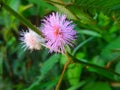 prickly plant flower putri malu Royalty Free Stock Photo
