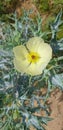 Prickly plant   thorny flowering plant Royalty Free Stock Photo