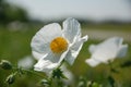 Prickly Poppy (Argemone albiflora) Royalty Free Stock Photo