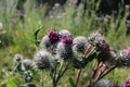 Prickly purple flower Bud in the wild green grass with thorn leaves blooms burdock Royalty Free Stock Photo