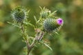 Prickly purple poppy thistle weed in bloom