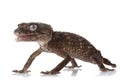 Prickly Rough Knob-tailed Gecko Royalty Free Stock Photo