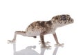 Prickly Rough Knob-tailed Gecko Royalty Free Stock Photo