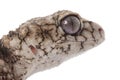 Prickly Rough Knob-tailed Gecko Royalty Free Stock Photo