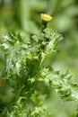 Prickly or Rough Sow-thistle Royalty Free Stock Photo