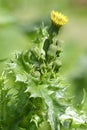 Prickly or Rough Sow-thistle Royalty Free Stock Photo