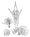 Prickly Saltwort vintage illustration