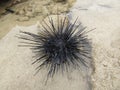 Prickly sea urchin close-up stone near water and sand