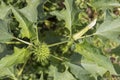 Prickly seed capsule and flower bud on datura plant. Royalty Free Stock Photo