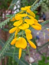 Prickly sesban flower