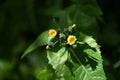 Prickly sow thistle Sonchus asper   1 Royalty Free Stock Photo