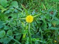 Prickly Sowthistle Flower 3