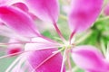 Prickly spider flower Royalty Free Stock Photo