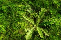 Prickly, spiky weed on a lawn Royalty Free Stock Photo