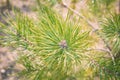 Prickly spruce branch. Green coniferous tree. Spruce up close