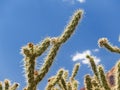 Prickly stag horn cactus branch against blue sky.