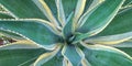 prickly sansevieria flower Royalty Free Stock Photo