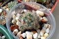 Prickly succulent plant mammillaria prolifera in pot