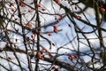 Prickly thickets of wild rose hips in winter Royalty Free Stock Photo