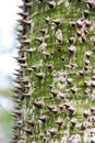 The prickly trunk of a tree Sandbox Tree of tropical forests. Green thorns of the hura crepitans