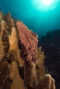 Prickly tube-sponge and tropical reef in the Red Sea. Royalty Free Stock Photo