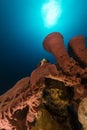 Prickly tube-sponge and tropical reef in the Red Sea. Royalty Free Stock Photo