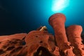 Prickly tube-sponge and tropical reef in the Red Sea. Royalty Free Stock Photo