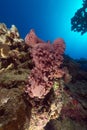 Prickly tube-sponge and tropical reef in the Red Sea. Royalty Free Stock Photo