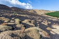 Prickly vegetation thrives in lava ash on Mt. Etna