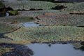 Prickly Water Lily Euryale Leaves Floating in Pond