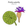 Prickly waterlily or Gorgon Plant Euryale ferox , medicinal plant