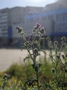 A prickly wild flower in the morning sun. Dawn in the city against the background of prickly weed.