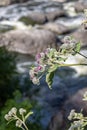 Prickly woolly burdock flowers are by a Rough mountain river in summer day on a blurred green background. Vertical Royalty Free Stock Photo