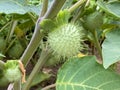 Pricklyburr /Datura innoxia or Datura inoxia `Inka` / Recurved thorn-apple, Downy thorn-apple, Indian-apple, Lovache, /// Royalty Free Stock Photo