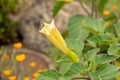 Pricklyburr or Datura Innoxia plant in Zurich in Switzerland Royalty Free Stock Photo